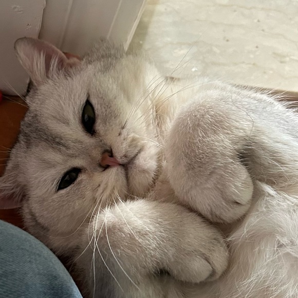 Meet your Posher, Cathy - Picture 1 of 1